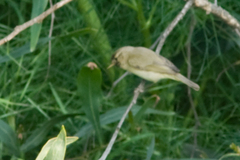 Phylloscopus collybita