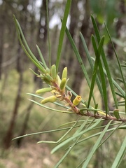 Persoonia linearis