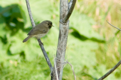 Phylloscopus collybita