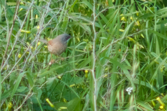 Curruca conspicillata