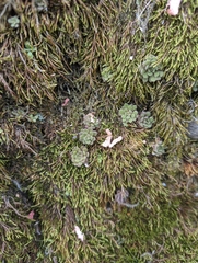 Sedum stellariifolium