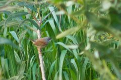 Curruca conspicillata