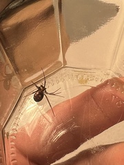 Steatoda grossa