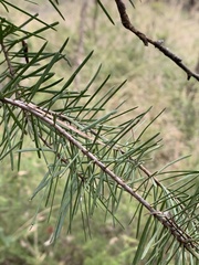 Persoonia linearis