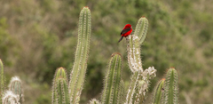 Ramphocelus bresilius