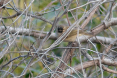 Phylloscopus collybita