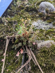 Sedum stellariifolium