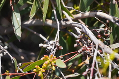 Eucalyptus oleosa