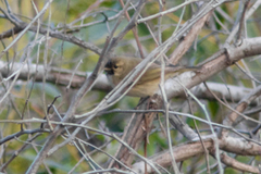 Phylloscopus collybita