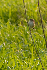 Cisticola juncidis