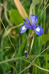 Moraea sisyrinchium