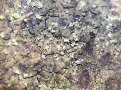 Bacidia fuscoviridis