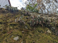 Pyrrosia polydactylos