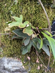 Pyrrosia polydactylos