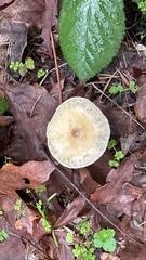 Stropharia