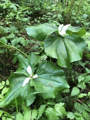 Trillium albidum