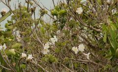 Tabebuia roseoalba