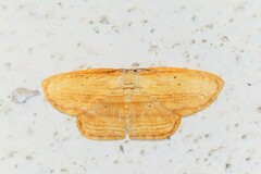 Drapetodes mitaria