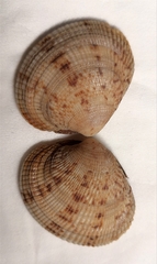 Leukoma jedoensis