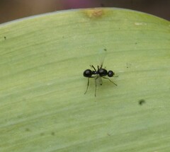 Parapalaeosepsis plebeia