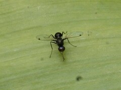 Parapalaeosepsis plebeia