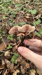 Gymnopus brassicolens