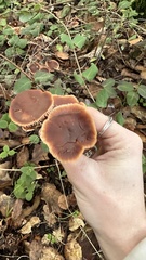 Gymnopus brassicolens