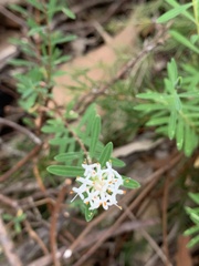 Pimelea linifolia
