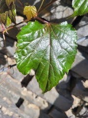 Ampelopsis glandulosa