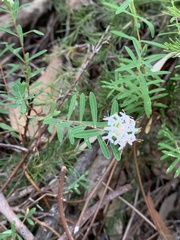 Pimelea linifolia
