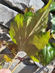 Ampelopsis glandulosa