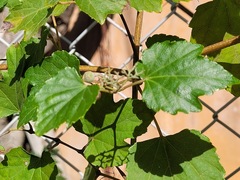 Ampelopsis glandulosa