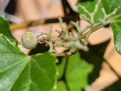 Ampelopsis glandulosa