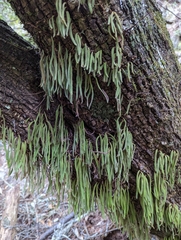 Pyrrosia linearifolia