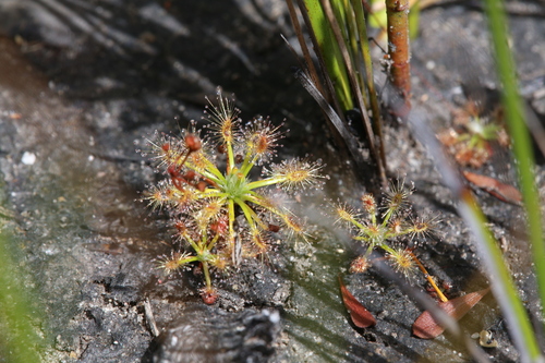 Drosera dichrosepala