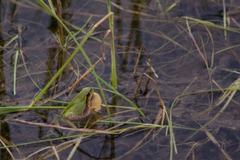 Hyla savignyi