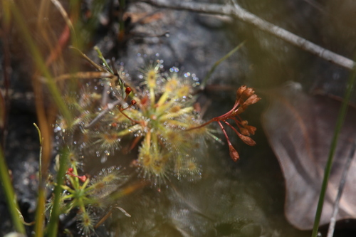 Drosera dichrosepala