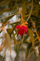 Eucalyptus leucoxylon