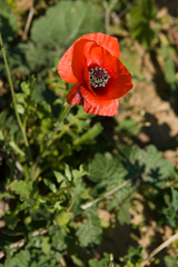 Papaver