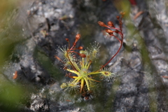 Drosera enodes