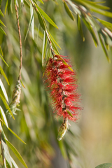 Melaleuca citrina