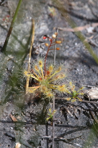 Drosera dichrosepala