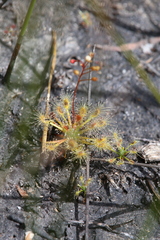 Drosera enodes