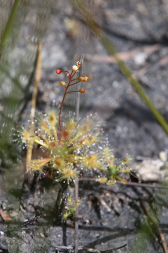Drosera dichrosepala