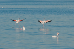 Phoenicopterus roseus