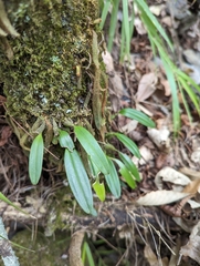 Bulbophyllum retusiusculum