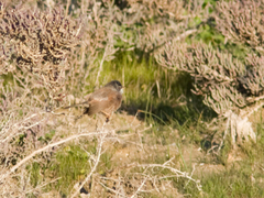 Curruca conspicillata