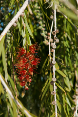 Melaleuca citrina
