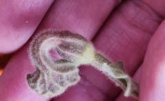Aristolochia peninsularis