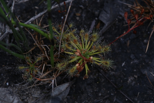 Drosera enodes